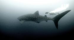 Whaleshark off Darwin island, Galapagos, 2006. by Chris Wildblood 